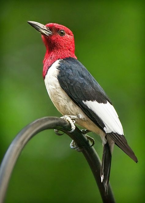 Red Headed Woodpecker, Woodpecker Art, Quilling Inspiration, Head Photo, Birding Journal, Bird Images, Animal Movement, Gel Plate, Bird Flying