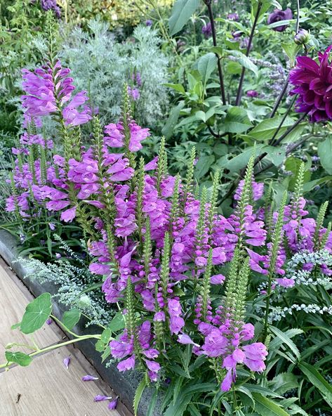 Physostegia Virginiana, Obedient Plant, Flowers Gardening, Country Garden, Country Gardening, Garden Plants, Flower Garden, North Carolina, Landscaping