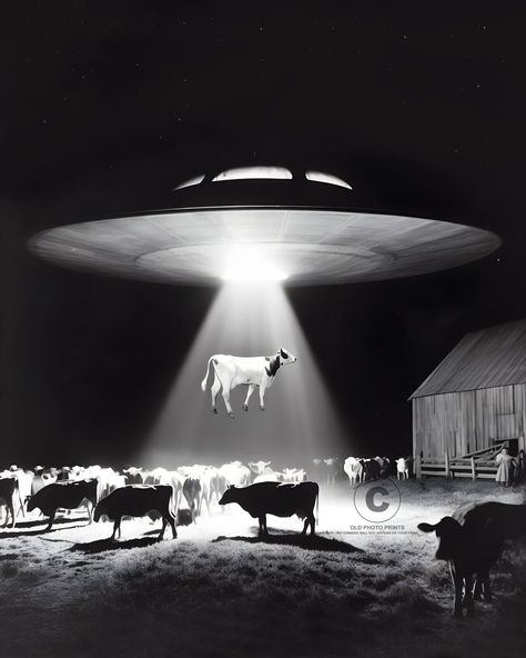 Nebraska Cow Incident UFO 1974 Photo Flying Saucer Aliens Involvement 8X10 Alien Photo, Ufo Photography, Vintage Alien, Poster Backgrounds, Ufo Tattoo, Alien Photos, Space Grunge, Inktober 2024, Ufo Art