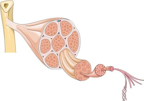 Muscular dystrophy: how could stem cells help? | Eurostemcell Human Body Cells, Muscular System Activities, Muscle Cell, Anatomy Stickers, Cell Diagram, Cord Blood Banking, Muscular Dystrophy, Private Banking, Muscular System