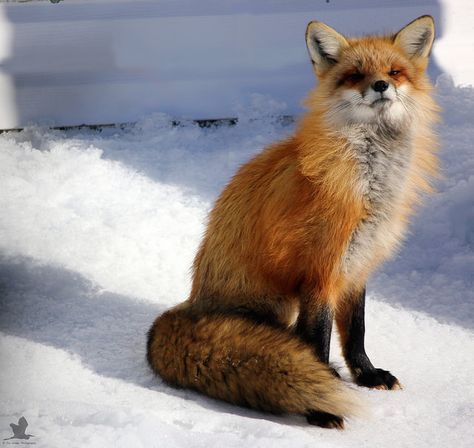 Female Red Fox. | Beautiful female Red Fox sitting pretty. | Jon Wedge Photography | Flickr Fox Sitting, Female Fox, Sitting Pretty, Fox Art, Cute Fox, Amazing Animals, Red Fox, Reference Images, Inspirational Pictures