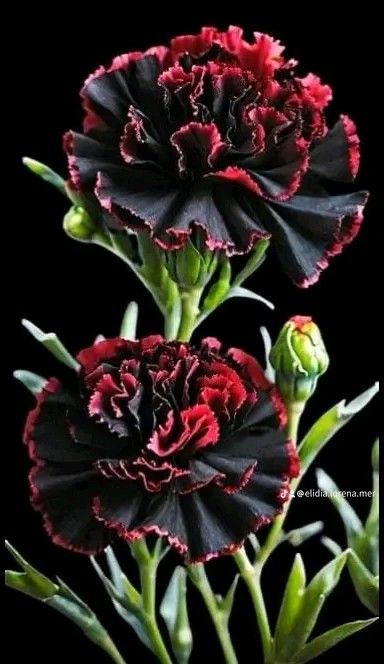 Carnation Flower Wallpaper, Black Carnations, Hand Painting On Fabric, Red Carnation Flower, Garden Flower Ideas, Flower Portraits, Goth Garden, Painting On Fabric, Red Things