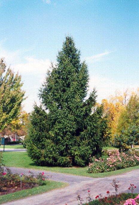 Norway Spruce (Picea abies) at Squak Mountain Nursery What Is Landscape Architecture, Landscape Nursery, Picea Abies, Norway Spruce, Gardening Zones, Spruce Tree, Vegetable Garden Design, Evergreen Trees, Types Of Soil