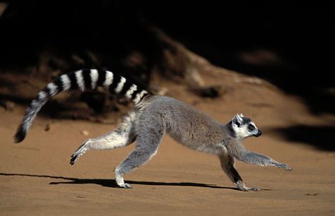 Endangered Animals Project, Ring Tailed Lemur, Extinct Animals, Animal Projects, African Safari, Primates, Zoo Animals, Animal Photo, Creature Design