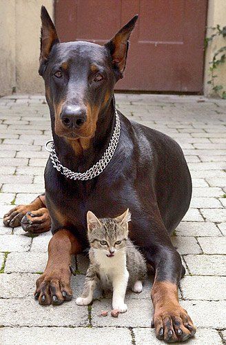 . Animal Friendships, Doberman Love, Female Cat, Doberman Pinscher Dog, Stuttgart Germany, Doberman Dogs, Animals Friendship, The Guardians, Weimaraner