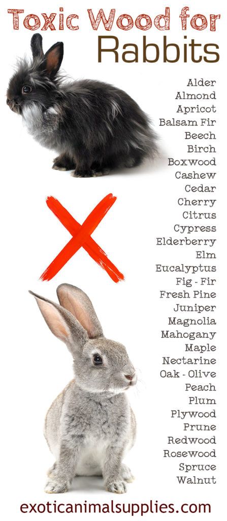 Rabbits: Safe Wood for Rabbits for Toys, Chews, & Cages - Exotic Animal Supplies. #rabbits #bunnies #cuterabbits #rabbitlife #pet #rabbitlove #bunnyrabbit #houserabbits Diy Bunny Toys, Pet Rabbit Care, Bunny Hutch, Bunny Room, Raising Rabbits, Pet Bunny Rabbits, Indoor Rabbit, Bunny Care, Rabbit Cages