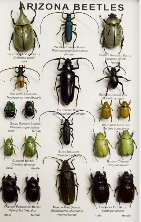 Beetle Collection, All Pins, Southern Arizona, Cool Bugs, Beetle Bug, Beautiful Bugs, Creepy Crawlies, Arthropods, Insect Art