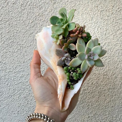 Seashell Planter, Succulent Care Instructions, Whelk Shell, Diy Wall Planter, Succulent Wall Planter, Vertical Garden Planters, Shell Planter, Succulent Wall, Succulent Gifts