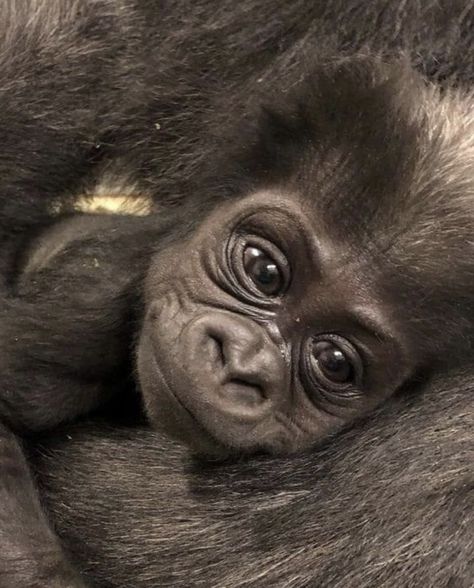 Baby gorilla. Photographer unknown. Peaceable Kingdom, Gorillas In The Mist, Baby Chimpanzee, Baby Gorilla, Baby Monkeys, Gorillas Art, Baby Gorillas, Ape Monkey, Monkey Pictures