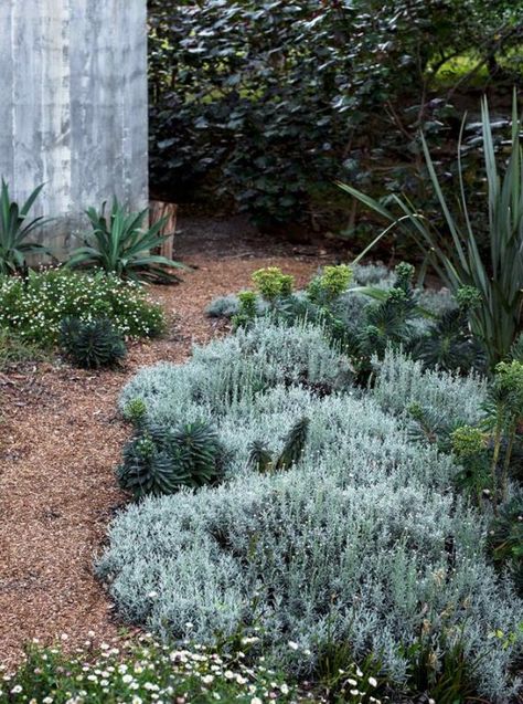 Corner Landscaping Ideas, Corner Landscaping, Sustainable Garden Design, Australian Garden Design, Australian Native Garden, Dry Garden, Australian Garden, Plant Projects, Coastal Gardens