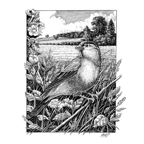 My project in Dip Pen and Ink Illustration: Capturing The Natural World course | Domestika Ink Pen Art, Pen Illustration, The Natural World, Ink Illustration, Amazing Drawings, Dip Pen, Doodle Art Designs, Ink Illustrations, Exeter