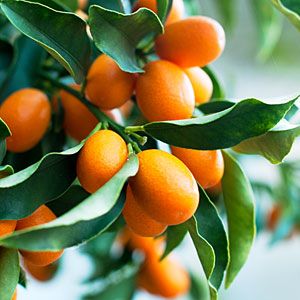 7 best citrus trees to grow | Their citrus-growing secrets | Sunset.com What to do about clay soil. Ugh that's our problem Growing Citrus, Garden Checklist, Fruit Growing, Citrus Garden, Growing Fruit Trees, California Garden, Citrus Trees, Growing Fruit, Orange Tree