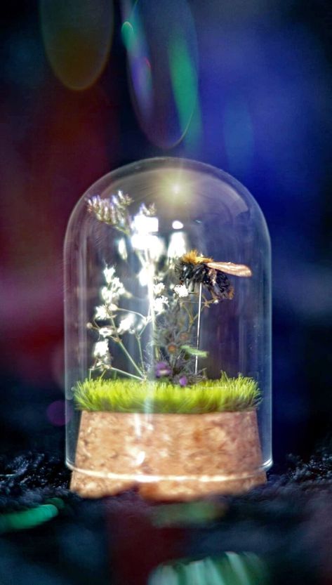 bumblebee taxedermy dome terrarium etsy etsyselling Dome Terrarium, Golden Wings, Taxidermy, Bumble Bee, Terrarium, The Netherlands, Netherlands, So Cute, Bee