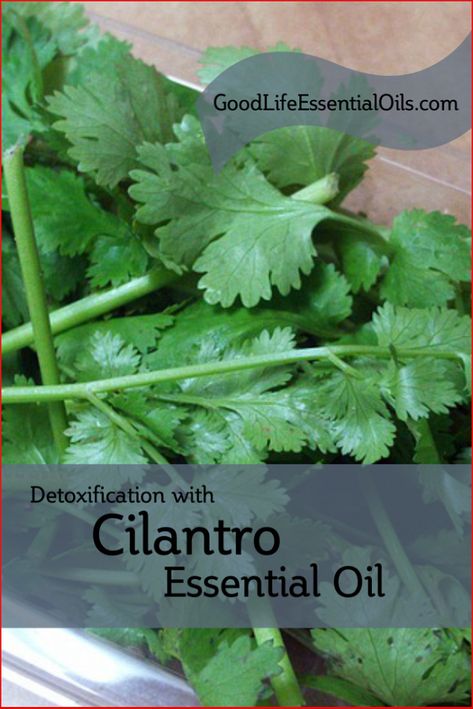 Whit This Herb You Will Remove For 80% Of Heavy Metals From Your Body In Just Couple Of Weeks Cilantro Essential Oil, Heavy Metal Detoxification, Cilantro Oil, Marjoram Essential Oil, Heavy Metal Detox, Cypress Essential Oil, Bergamot Essential Oil, Patchouli Essential Oil, Frankincense Essential Oil