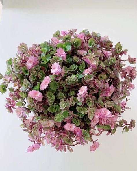 Callisia Plants, Pink Houseplants, Pilea Glauca, Plants With Pink Flowers, Pink Plants, Cactus Planta, Household Plants, Succulent Garden Diy, Inside Plants