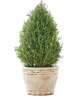 Plant Rosemary, Rosemary Tree, Best Herbs To Grow, Rose Plant Care, Fuchsia Plant, Rosemary Herb, Growing Rosemary, Boxwood Garden, Tattoo Plant