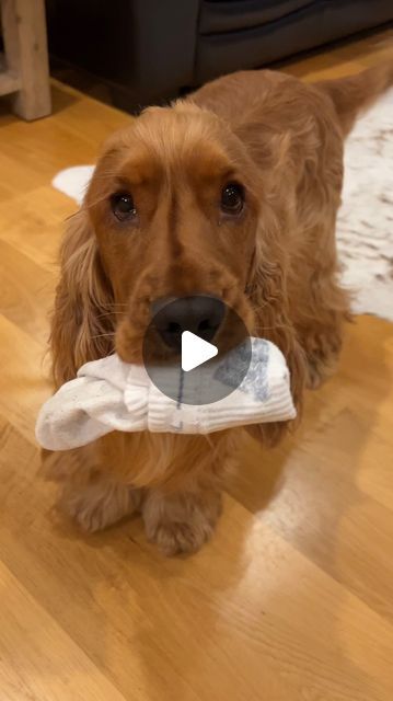 H U G O the Cocker Spaniel + Renée Rutherford on Instagram: "The evolution of the Socker Spaniel 🧦   #sockfetish #socklover #cockerspaniel #funnydog #englishcockerspaniel #sockthief #cocker #cheeky #doglife #goldens #spaniel #puppylove" Show Cocker Spaniel, Golden Cocker, Golden Cocker Spaniel, Sock Lovers, Cocker Spaniel Puppies, English Cocker Spaniel, Spaniel Puppies, H U, Cocker Spaniel