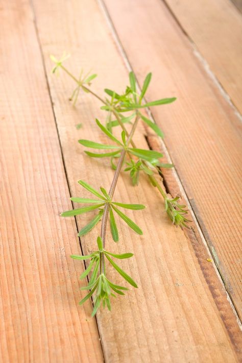 Goosegrass Herbal Uses - Learn About Goosegrass Benefits In The Garden Cleavers Herb, Herb Information, Herb Plants, Human Body Parts, Aquaponics System, Wild Edibles, Healing Herbs, Planting Herbs, Medicinal Herbs