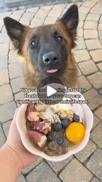 𝐊𝐚𝐭𝐢𝐞 𝐌𝐢𝐜𝐡𝐚𝐢𝐥𝐮𝐜𝐤 on Instagram: "Adding just 20% fresh food to your dogs diet can significantly expand their lifespan!   Fresh food diets can be expensive and not affordable for lots of dog parents but even just throwing some fresh food from your fridge into their meal each day will significantly increase their health! Next time you go to throw out that end of your cucumber or carrot, save it for your dogs next meal. Variety is key! The more variety us humans and our dogs eat, the healthier we will be.   These are my top five favorite foods to add to my dogs dish, I got them all at my local grocery store! Do you have any questions about fresh food diets?" Fresh Food Diet, Foods Dogs Can Eat, Puppy Time, Dog Birthday Cake, Local Grocery Store, The Cardigans, Dog Diet, Healthy Dog Food Recipes, Puppy Food