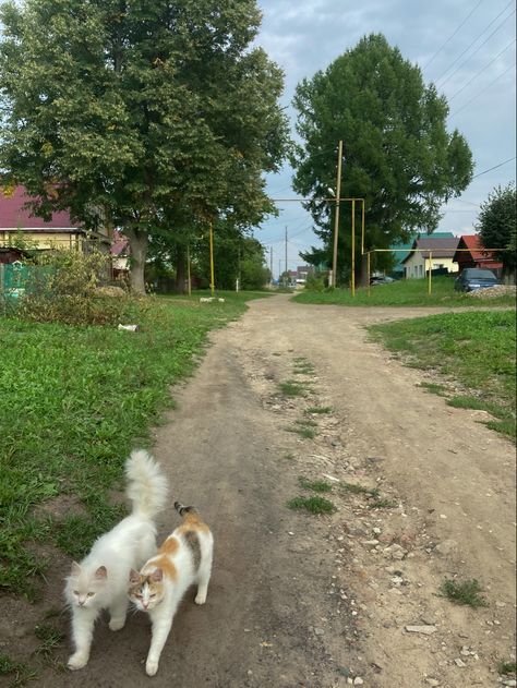 Eastern Europe Countryside, Eastern Europe Childhood, European Summer Aesthetic, Europe Aesthetic, European Aesthetic, Poland Travel, Love The Earth, East Europe, Europe Summer