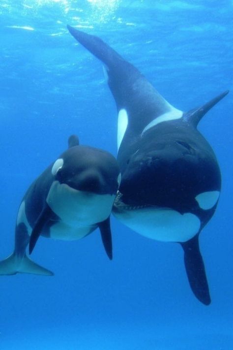 Sea Mammal, Underwater Animals, Wild Kingdom, Cute Whales, Water Animals, Beautiful Sea Creatures, Orca Whales, Rare Animals, Killer Whales