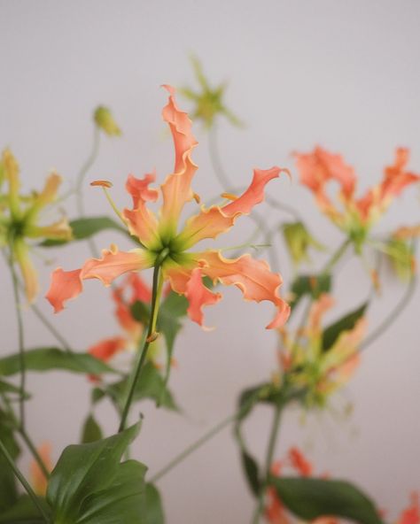 GLORIOSA A botanical rarity, also known as glory lily or fire lily. Although poisonous, the plant is often used in traditional medicine both in Asia and in Africa. These mighty floaty flowers provide a fantastic tropical design, lending an instant exotic mood to your interior.  What do you think? Monica Smith, Glory Lily, Gloriosa Lily, Flowers Exotic, Fire Lily, Traditional Medicine, Tropical Design, Wedding Vibes, The Plant