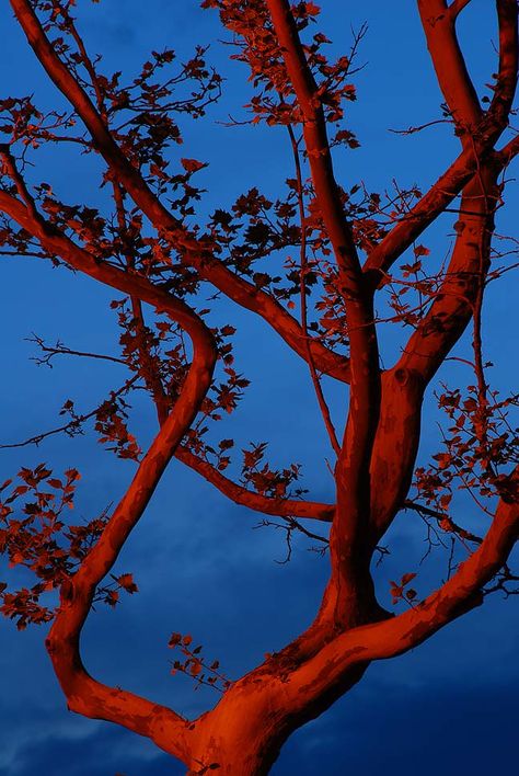 Red Tree | davidhessell | Flickr Red Nature Photography, Nature Red Aesthetic, Colourful Nature Photography, Tree Photography Aesthetic, Red Trees Painting, Red Trees Aesthetic, Blue And Red Photography, Red Accent Aesthetic, Red Orange And Blue Aesthetic