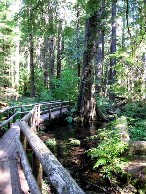 Pnw Vacation, Pnw Roadtrip, Fairy Tale Landscape, Oregon Hiking, Oregon Adventures, Wizard House, Oregon Trip, Oregon Hikes, Beautiful Oregon