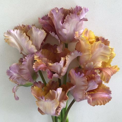 BJM Studio Specialty Flowers | From my garden is this wonderful Parrot Tulip variety. If you are interested in knowing the name, followers can message me or comment here… | Instagram Tulip Parrot, Parrot Tulips Bouquet, Tulip Varieties, French Tulip, Parrot Tulip, Single Flowers, Reference Board, Color Design Inspiration, Board Wedding