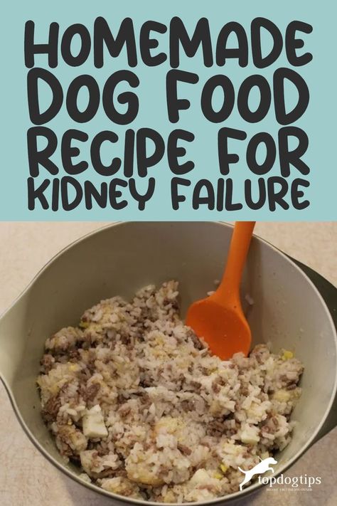 Homemade Dog Food Recipe for Kidney Failure Kidney Diet For Dogs, Food For Kidney, Low Protein Dog Food, Renal Recipes, Kidney Healthy Foods, Kidney Diet Recipes, Food For Kidney Health, Kidney Friendly Diet, Dog Food Recipe