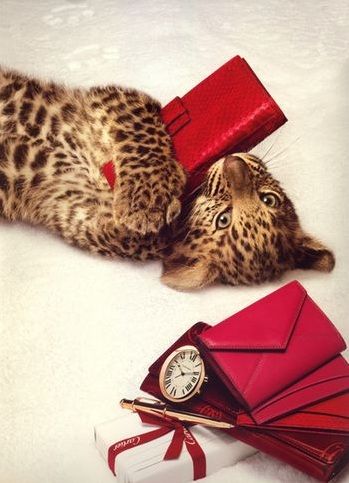 Cartier Cats Artists, Big Cats, Cheetah Print, Wild Cats, Online Design, Cartier, Feline, Animal Lover, Wedding Planner