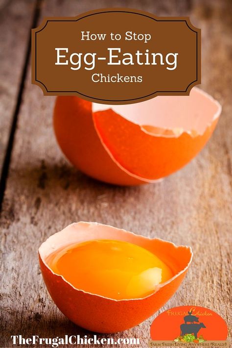 If you want to stop egg eating chickens, you'll love these ideas. Solid, actionable ideas to stop your hens from eating their eggs today. Raising Turkeys, Dust Bath, Backyard Flocks, Building A Chicken Coop, Chicken Diy, Diy Chicken Coop, Chicken House, Pet Chickens, Raising Chickens