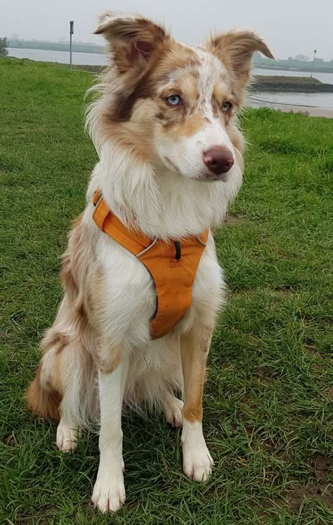 Australian Shepherd Collie Mix Puppy, Border Collie X Australian Shepherd, Aussie Collie, Collie Mix Puppies, Australian Border Collie, Dogs Border Collie, Border Collie Merle, Border Aussie, Big Dogs Breeds