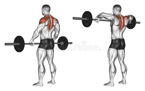 Exercising. Front shoulder broach with barbell vector illustration Upright Row, Best Shoulder Workout, Build Muscle Fast, Muscle Building Workouts, Build Lean Muscle, Gym Workout Tips, Back Workout, Bodybuilding Workouts, Bench Press