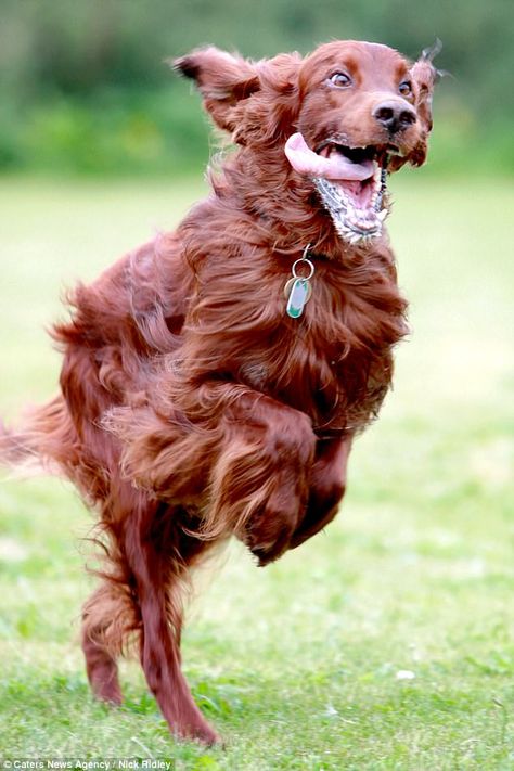 A Red Setter is spotted mid-run with his tongue sticking out and his paws raised to his ch... Facts About Dogs, Irish Setter Dogs, Dog Running, Spaniel Art, Dog Area, Dog Grooming Business, Black Lab Puppies, About Dogs, Lab Puppies