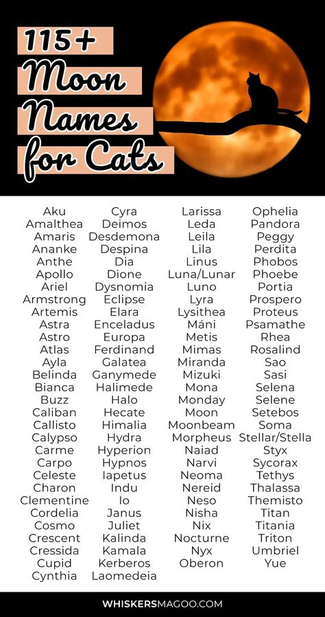 From Apollo, Luna, and Celeste, to Artemis, Buzz, Moon, Astro, and more, check out over 115 mystical moon and moon-inspired names for cats and kittens - right here! Moon Names In Different Languages, Name Related To Moon, Names Related To Moon, Moon Names Aesthetic, Moon Birthmark, Moon Name Ideas, Moon Related Names, Good Cat Names, Celestial Names