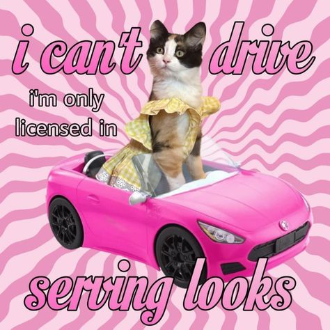 I’ve officially upgraded from princess passenger to this 📸 @calicocatchai #princesspassenger #cat #memes #serving #girlhood Princess Passenger, Princess Meme, Passenger Princess, Cheezburger Cat, Funny Cat Memes, Pink Zebra, Barbie Girl, Cat Lady, Cat Pics