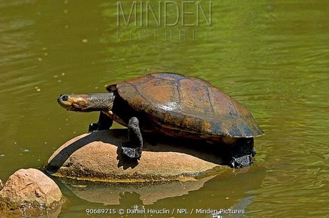 Giant Turtle Fantasy Art, Redfoot Tortoise, River Turtle, Freshwater Turtles, Land Turtles, Turtle Island Indigenous, Turtle Love, Cute Turtles, Animal References