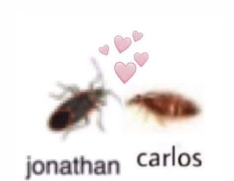 Bugs With Human Names, Insects With Names, Bugs With Names, Insects Names, Silly Names, Hi Welcome To Chili's, Bug Collection, Cool Bugs, A Silent Voice