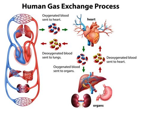 Process Illustration, Medical Infographic, Gas Exchange, Human Body Systems, Idea Board, Body Systems, Friends Funny, Facts About, Graphic Resources