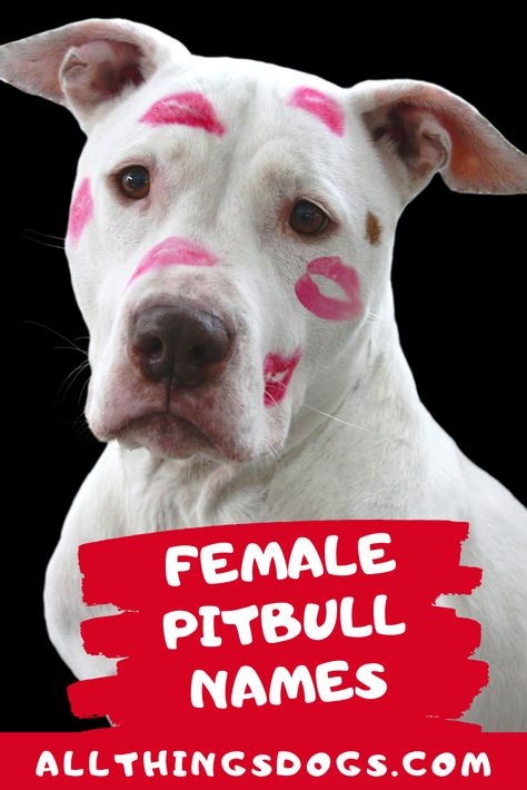 We believe female Pitbull names should be strong, independent yet precious and beautiful. Check out our list where we've taken inspiration from some famous women throughout history and also added some that sound gorgeous.  #femalepitbullnames #pitbullnames #namesforfemalepitbulls Female Pitbull Names, Puppies Names Female, Female Pitbull, Pitbull Names, Pit Bull Puppies, Love And Loyalty, Cute Names For Dogs, American Pitbull, Pitbull Puppy