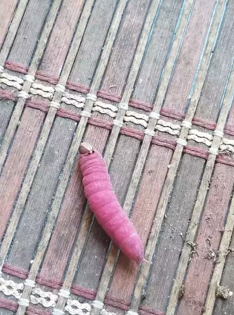 Pink Katydid, Pink Caterpillar, Caterpillar, Delicate Bracelet, Bugs, Hot Pink, Style Casual, Korean Fashion, Pink