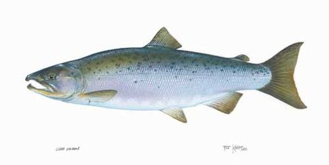 Ohio fish: Coho Salmon Fisher Animal, Coho Salmon, Pacific Salmon, The Division, The Bay Area, Fly Fishing, Division, Fresh Water, The First