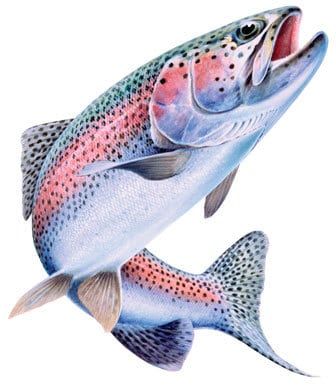 Hand Line Fly Fishing: | The Ultralight Hiker Trout Art, Rainbow Trout Fishing, Fly Fishing Art, Trout Fishing Tips, Easy Drawing Steps, Fly Fishing Tips, Fish Drawings, Rainbow Trout, Vehicle Paint