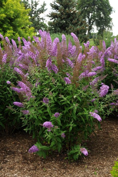 Butterfly Bushes, Plants That Attract Butterflies, Love Butterfly, Hgtv Garden, Plant Varieties, Magenta Flowers, Estate Garden, Deck Designs Backyard, Balcony Plants