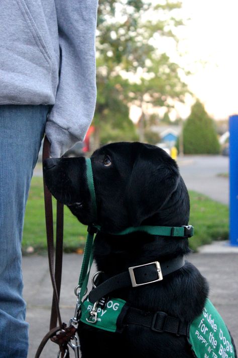 Lab Service Dog, Therapy Dog Training, White Cane, Service Dogs Gear, Service Dog Vests, Dog Vests, Therapy Dog, Dog Black, Black Lab Puppies