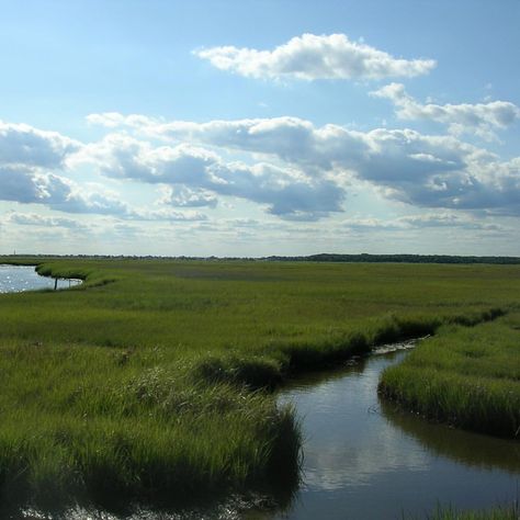 The Jacques Cousteau National Estuarine Research Reserve is a network of federal and state lands within the New Jersey pinelands forest ecosystem and on the coastal plain and barrier islands of the Mullica River-Great Bay watershed. The reserve includes diverse terrestrial, wetland, and coastal habitats. With little more than one percent of the area subjected to human development, the reserve encompasses one of the least disturbed estuaries in the densely populated urban corridor of the ... Urban Corridor, River Ecosystem, Jacques Cousteau, Forest Ecosystem, Coastal Plain, One Percent, Human Development, Ecosystem, College Life