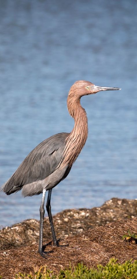 Reddish Egret, Bird Nest, Birds, Animals