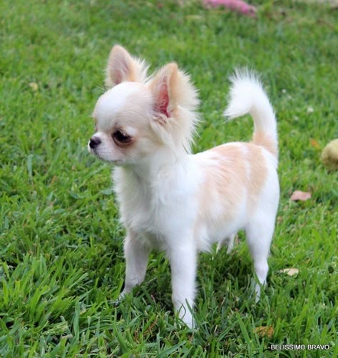 Long-haired fawn and white Chihuahua Long Haired Chihuahua Puppy, Long Haired Chihuahua Haircut, White Chiuahaha, Chiwawa Puppies, Long Haired Apple Head Chihuahua, Long Hair Teacup Chihuahua, Long Haired Chihuahua Puppies, Chihuahua Breeders, Chihuahua With Wig