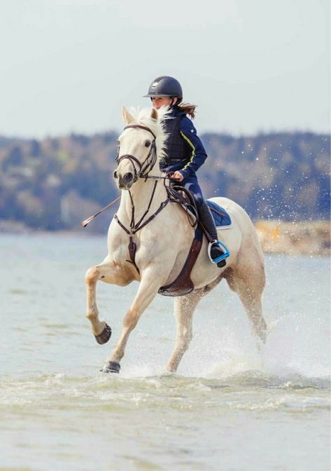 Light palomino Connemara gelding Light Palomino Horse, Connemara Horse, Palomino Pony, Aesthetic Horses, Connemara Pony, Horse Barn Ideas Stables, Horse Family, Pony Breeds, Miniature Horses